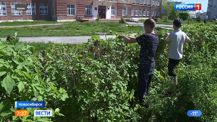В Новосибирске подросткам помогут выбрать профессию во время летних каникул