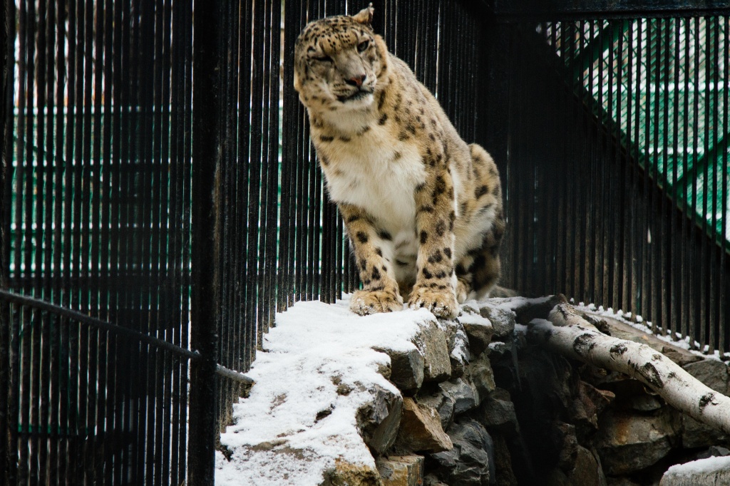 В 1980 году снежные барсы впервые дали потомство именно в Новосибирском зоопарке. Сейчас снежный барс – символ нашего зоопарка.