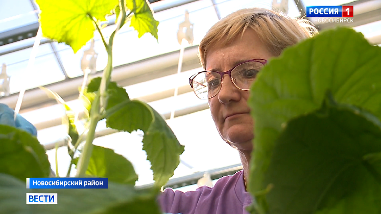 В Новосибирске агрономы устроили соревнования по быстрому сбору овощей