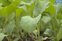 «Дача»: когда и как правильно сажать капусту в открытый грунт?